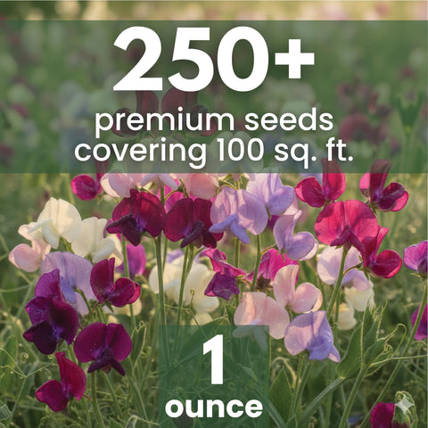 FAMILY SOWN Sweet Pea Royal Family Mix stems for long, elegant cut flowers