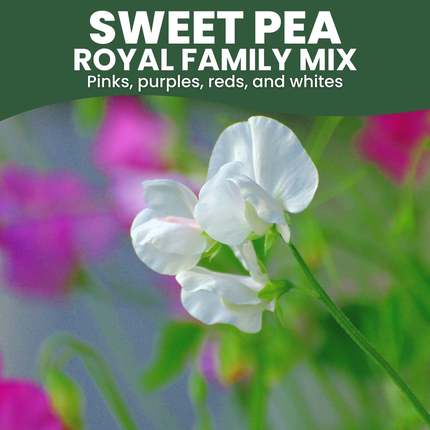 FAMILY SOWN Sweet Pea Royal Family Mix trellis-friendly vines for vertical growth