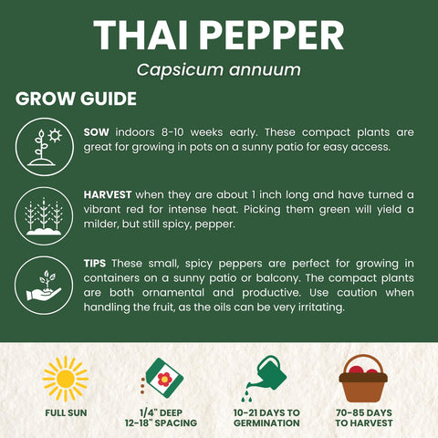 Family Sown Thai Pepper peppers on plant ready for fresh use or drying.