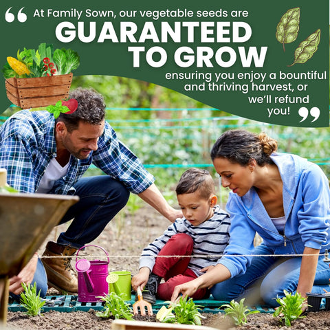 FAMILY SOWN Tulsi seeds prepared for 2026 season, supporting a resilient, vibrant herb collection.