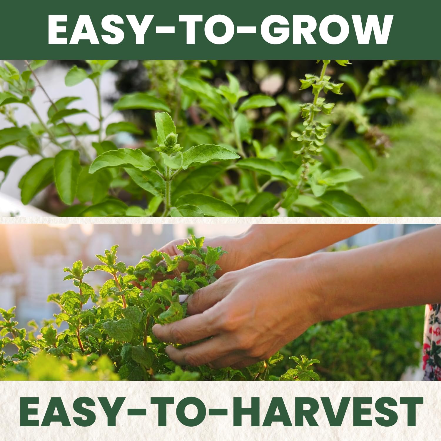 FAMILY SOWN Tulsi plants thriving in a sunny garden bed, ideal for temple plantings or fragrant borders.