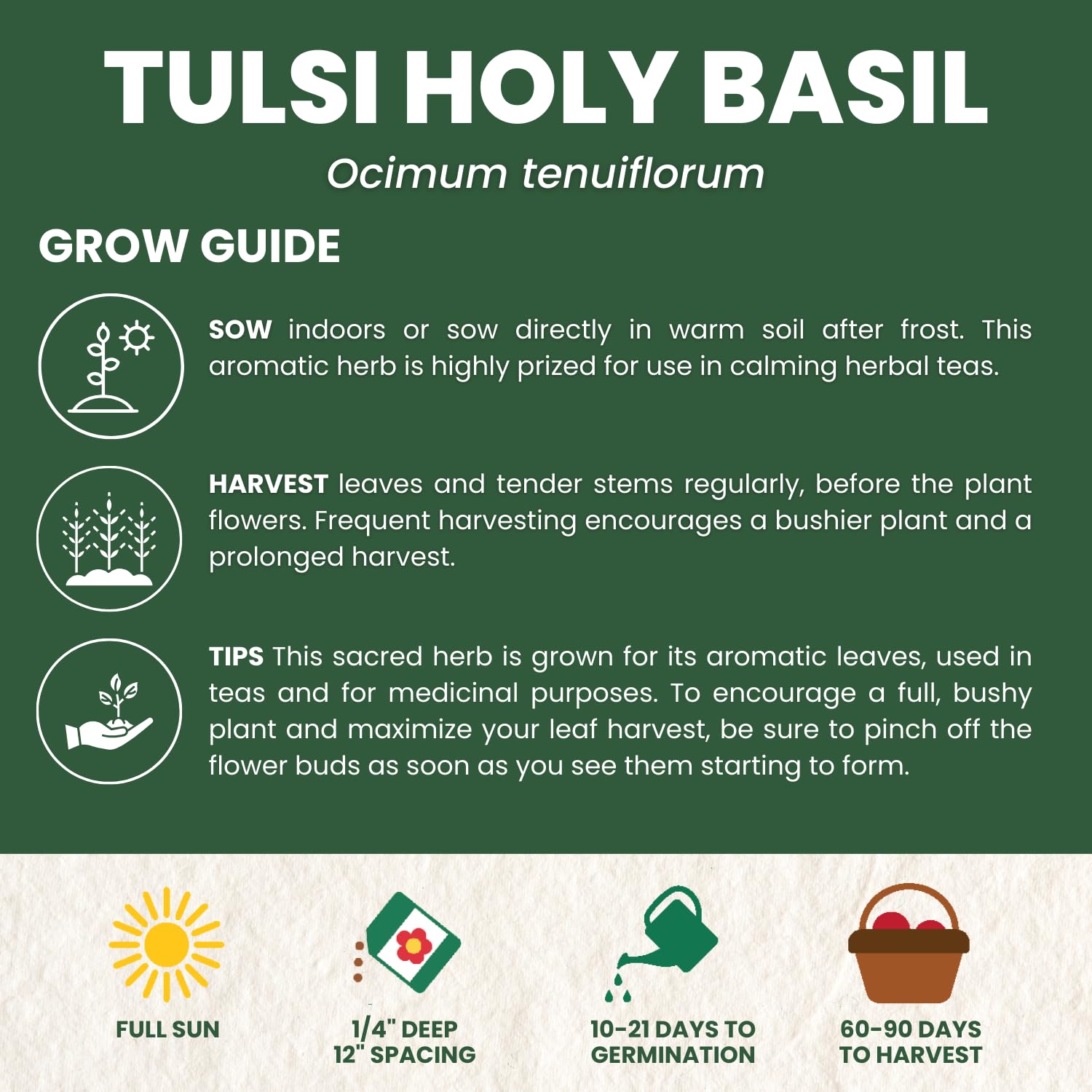 FAMILY SOWN Tulsi basil thriving in a warm indoor pot, ready for teas and culinary use.