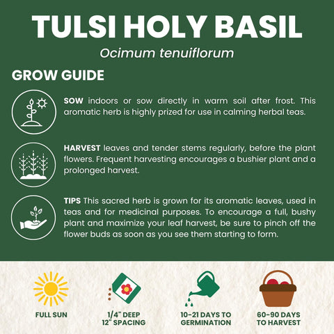 FAMILY SOWN Tulsi basil thriving in a warm indoor pot, ready for teas and culinary use.