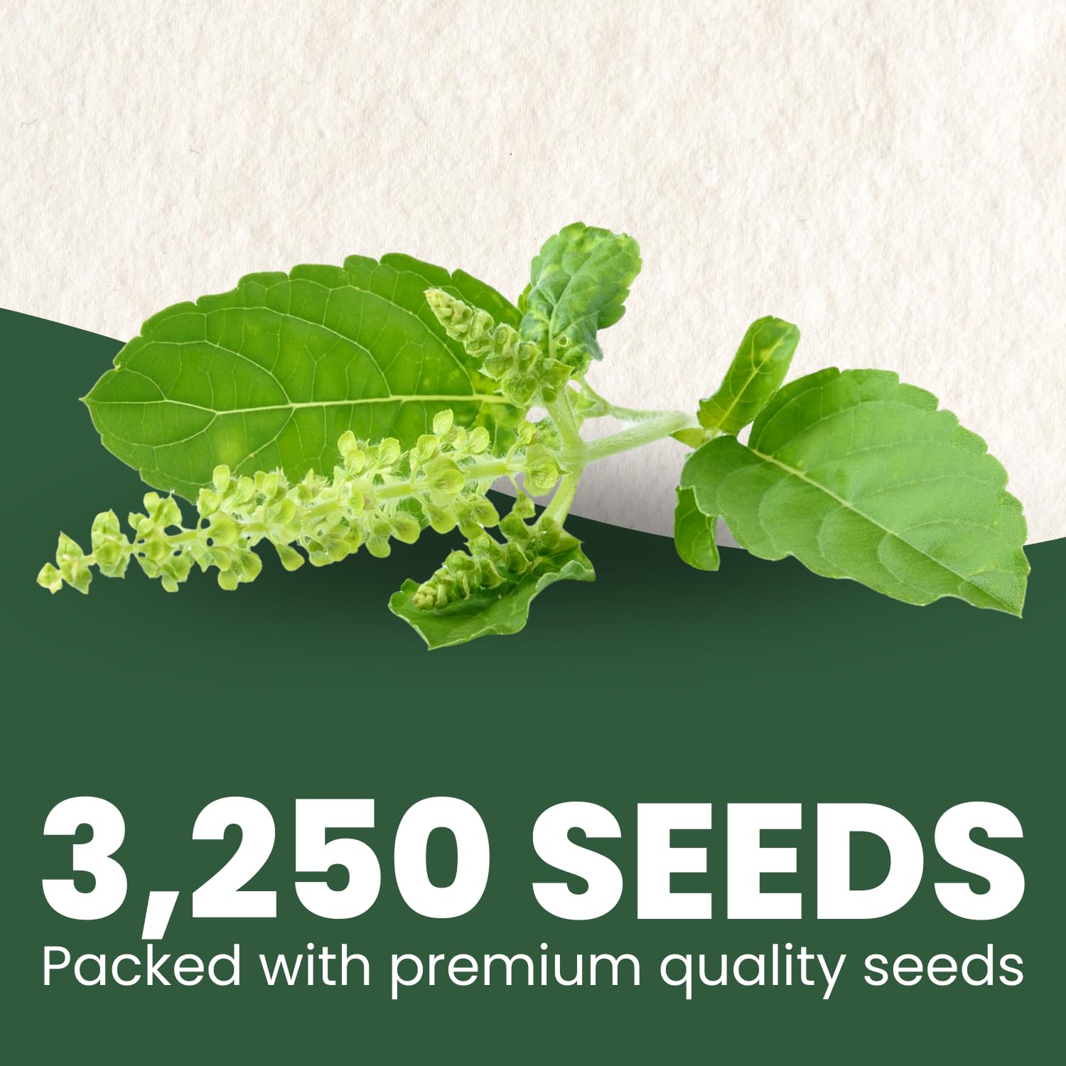 FAMILY SOWN Tulsi seeds close-up on the packet, promising strong germination and abundant growth.