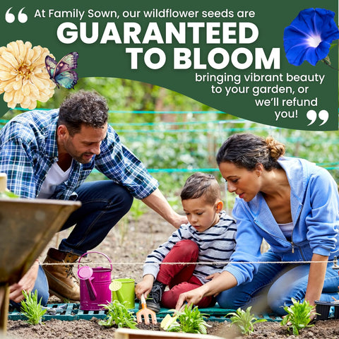 FAMILY SOWN Quick-growing climbers brighten vertical space with color.