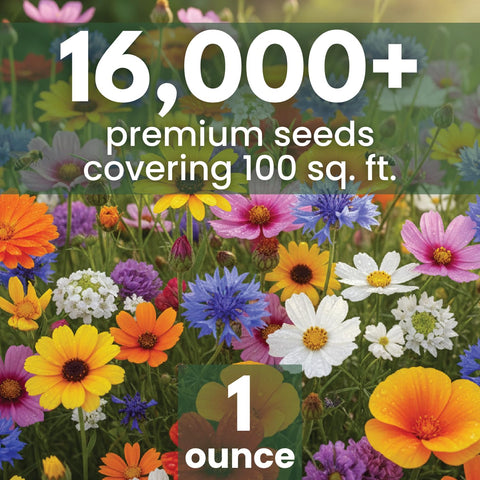 FAMILY SOWN wildflower seeds garden bed display promotes a vibrant, seasonal display.
