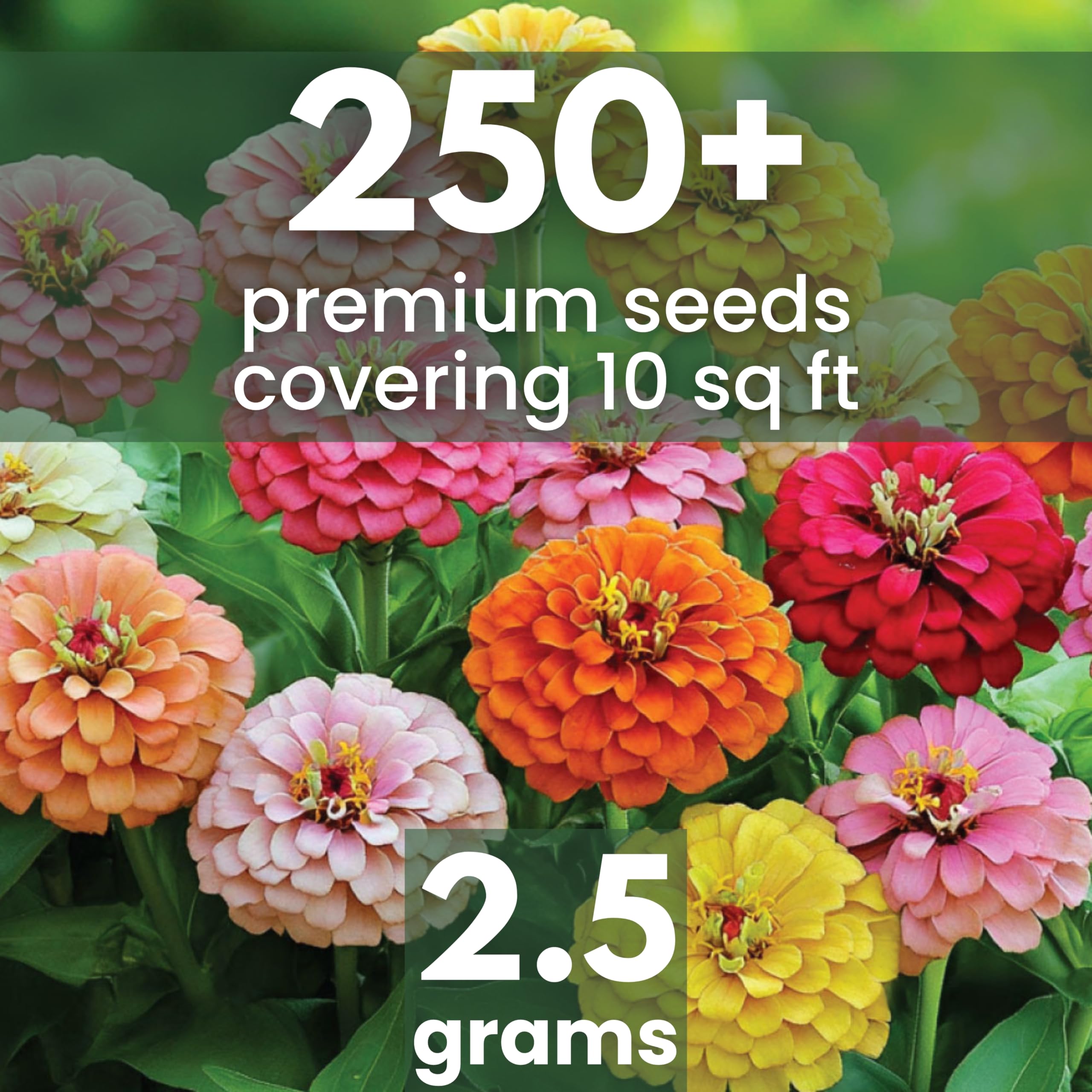 Zinnia California Giants blooms brighten gardens and support vibrant cut-flower arrangements.