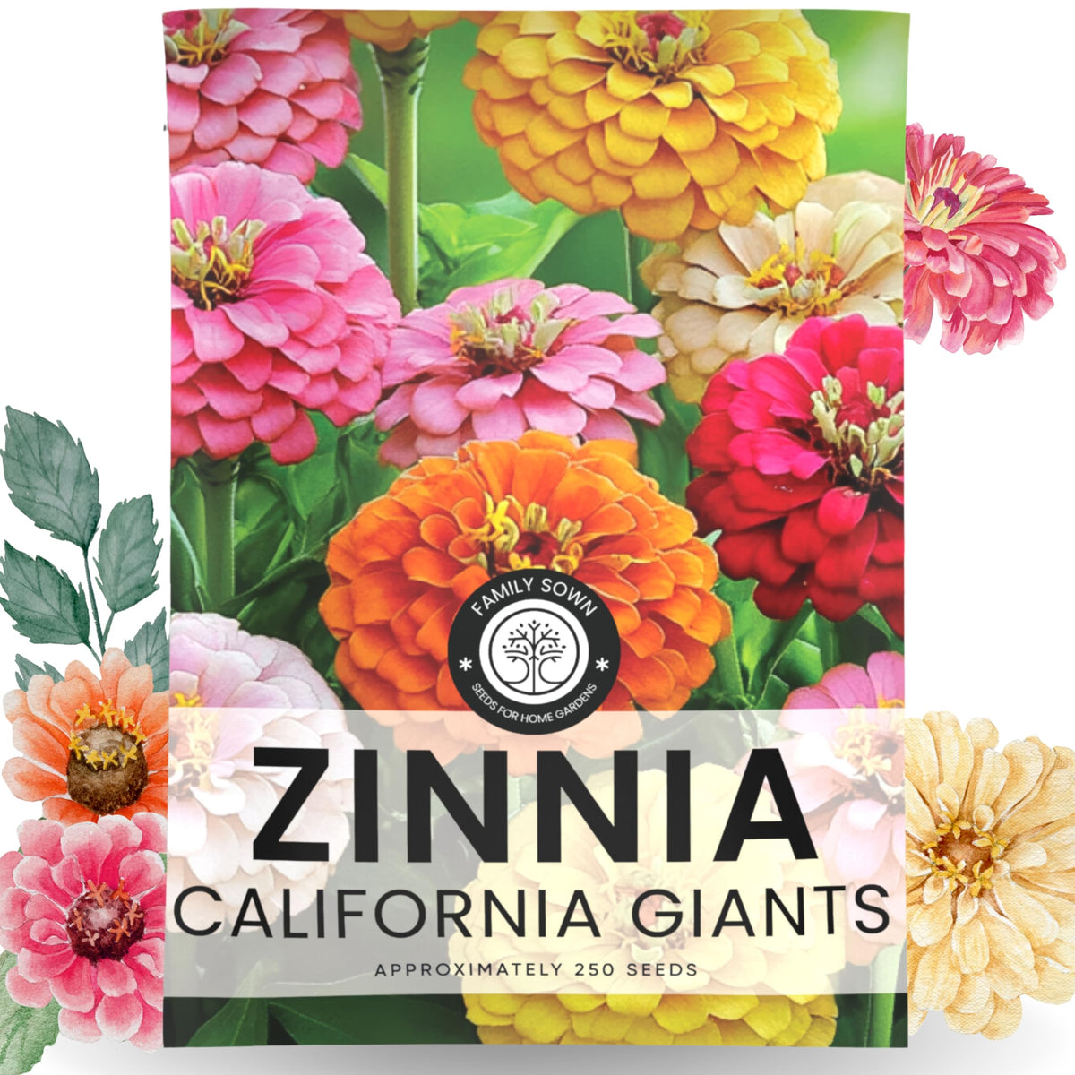 Family Sown Zinnia California Giants seeds for sunny borders and vibrant summer bouquets.