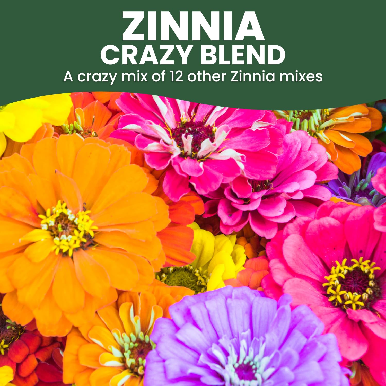 Family Sown Zinnia Crazy Blend 1oz pouch supports easy sowing and quick growth.