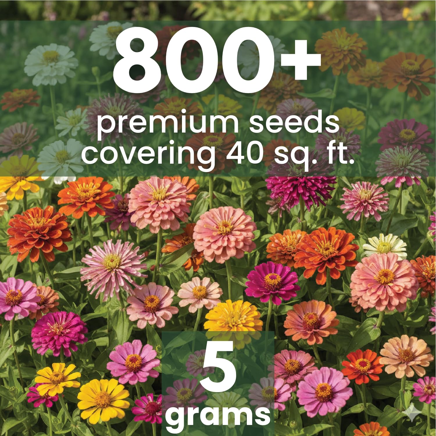 Family Sown Zinnia Crazy Blend 5g pouch, beginner-friendly seed kit for colorful blooms.