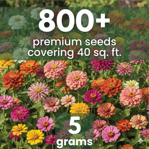 Family Sown Zinnia Crazy Blend 5g pouch, beginner-friendly seed kit for colorful blooms.