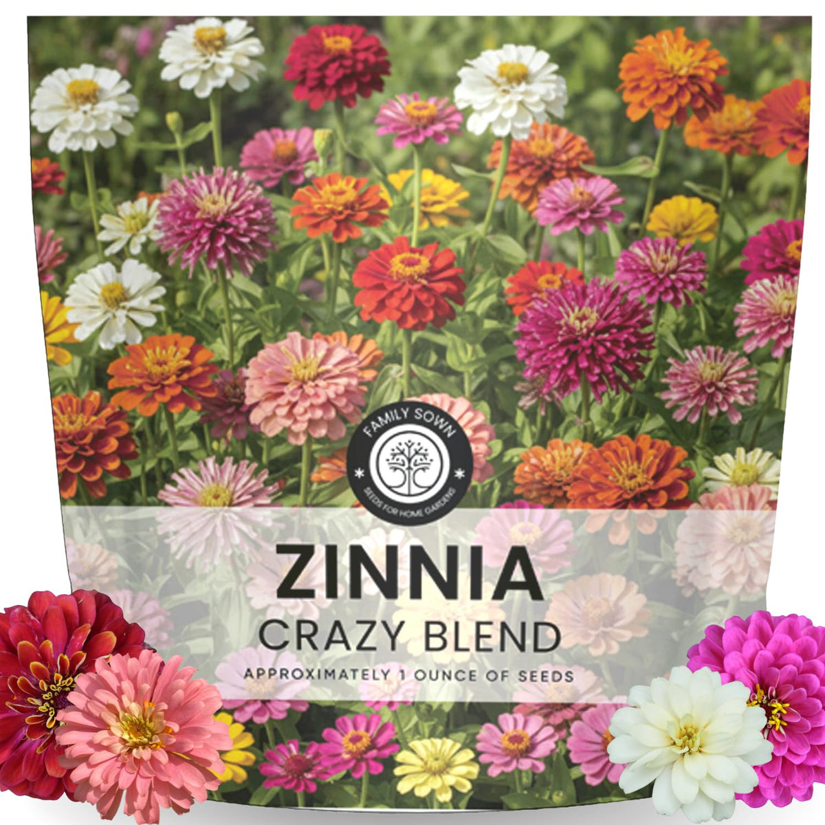 Family Sown Zinnia Crazy Blend bloom closeup shows vibrant colors for beds and borders.