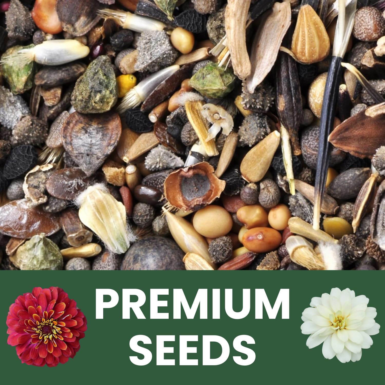 Family Sown Zinnia Crazy Blend ideal for cutting gardens and fresh bouquets.