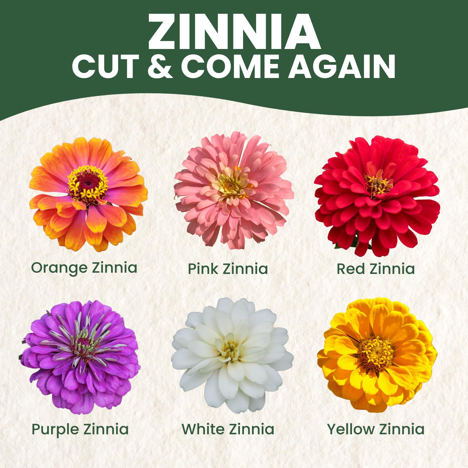 Family Sown Zinnia Cut and Come Again pink blooms for color display.