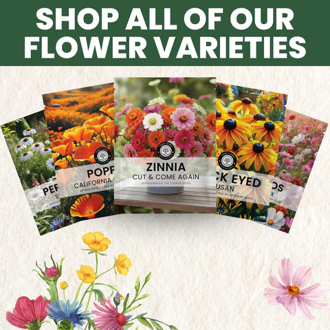Family Sown zinnia easy-to-grow seeds suit beginner gardeners.
