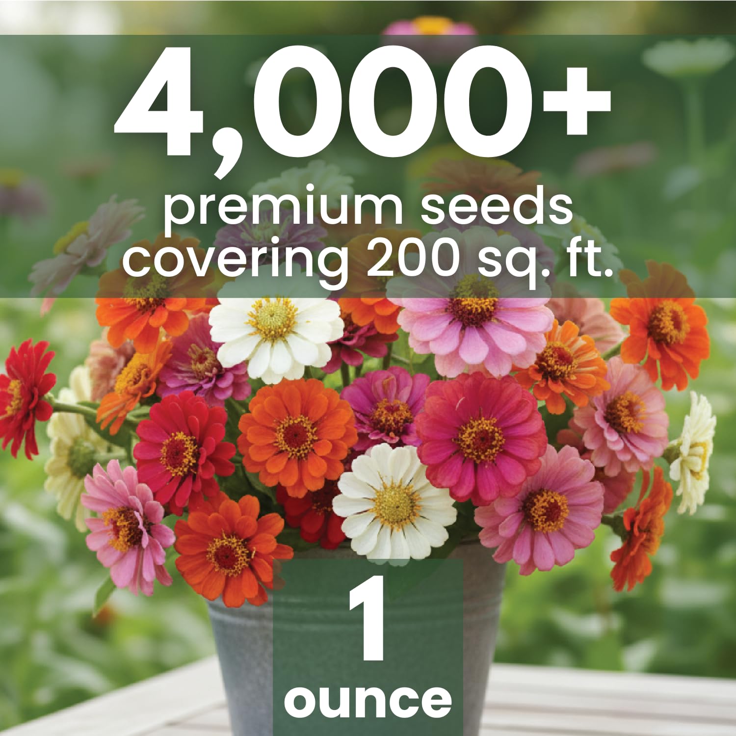 Family Sown zinnia dense blooms brighten borders all season.