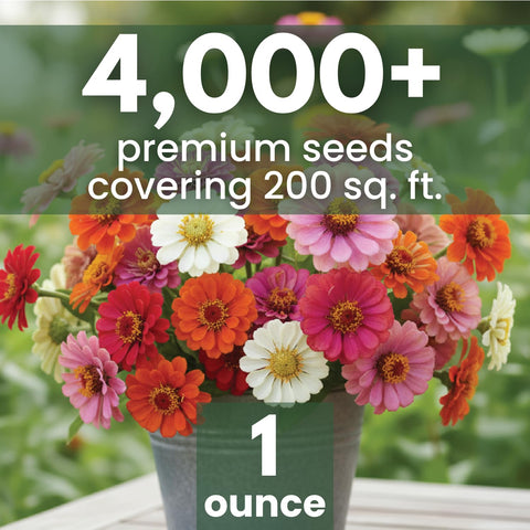 Family Sown zinnia dense blooms brighten borders all season.