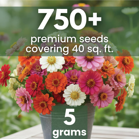 FAMILY SOWN zinnia pink daisy bloom brightens borders and attracts pollinators.