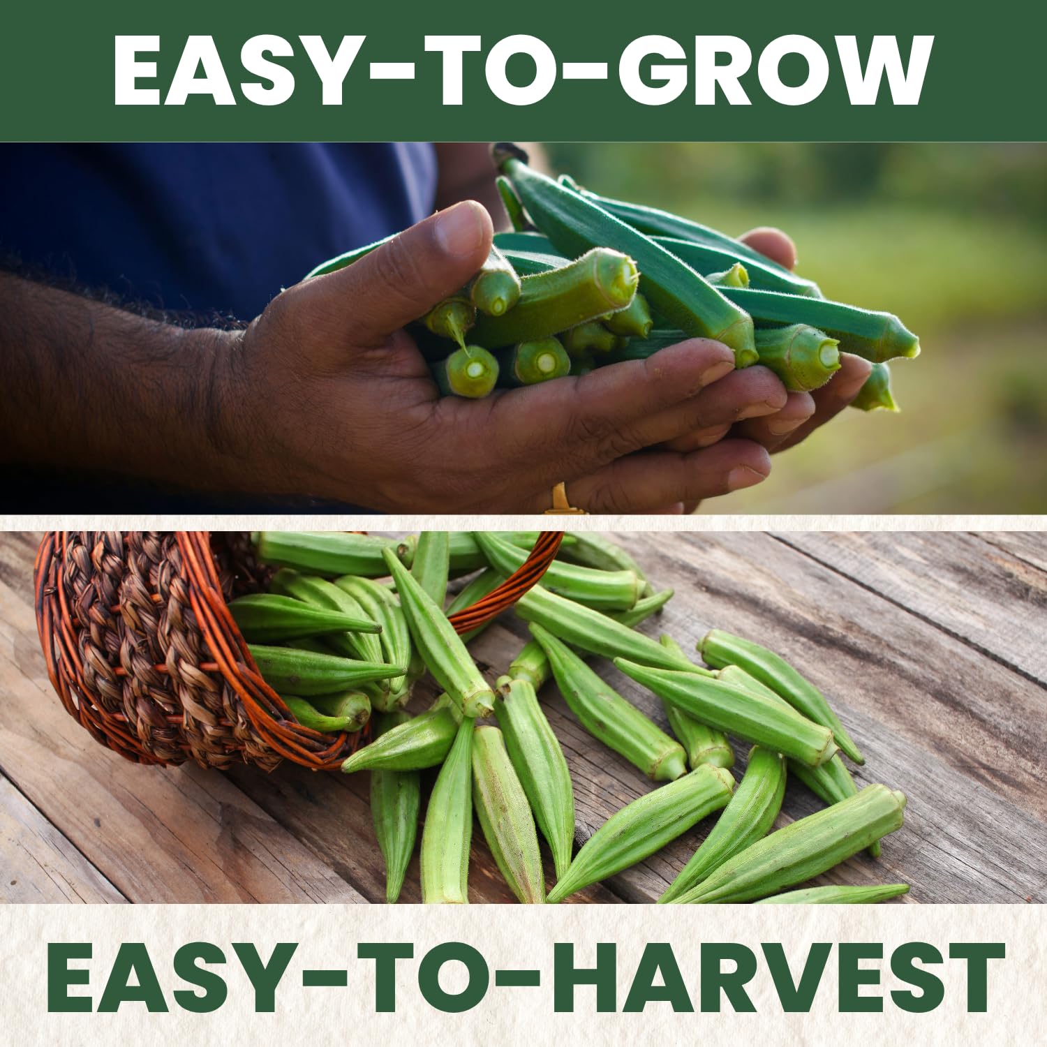 Family Sown tender okra pods closeup showing smooth, spineless harvest-ready fruit.