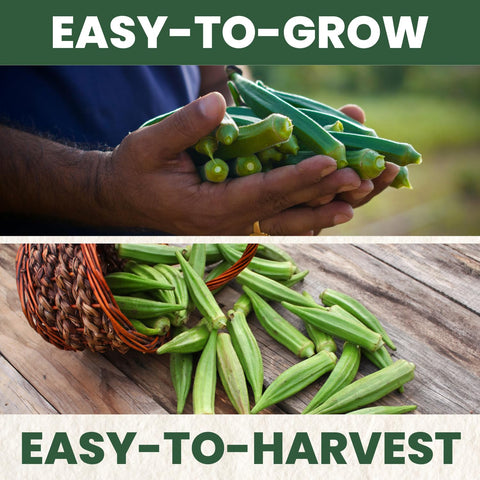 Family Sown tender okra pods closeup showing smooth, spineless harvest-ready fruit.