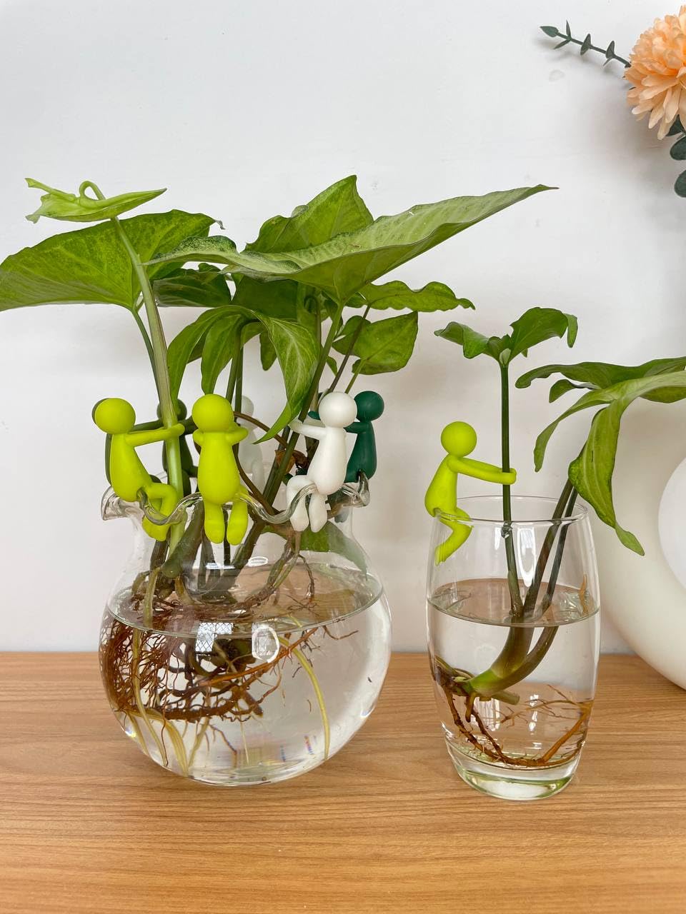 Famiphotogifts Plant Propagation Buddy gift-pack highlights plant lover gift