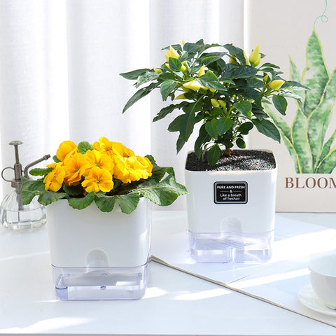 FAMZ planters decorate spaces while supporting healthy moisture levels.
