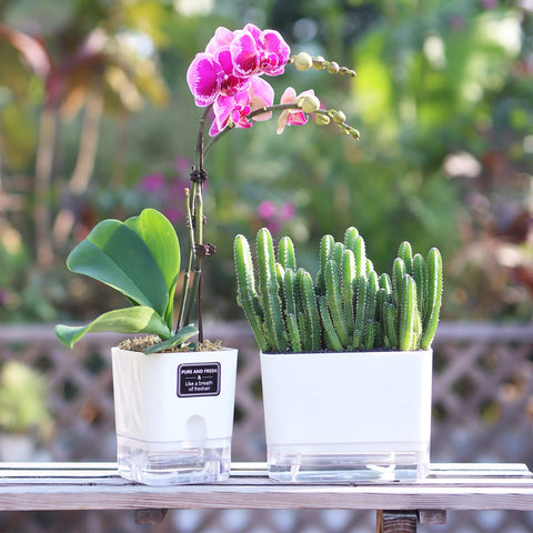 FAMZ planter with removable lids for easy refill and cleaning.