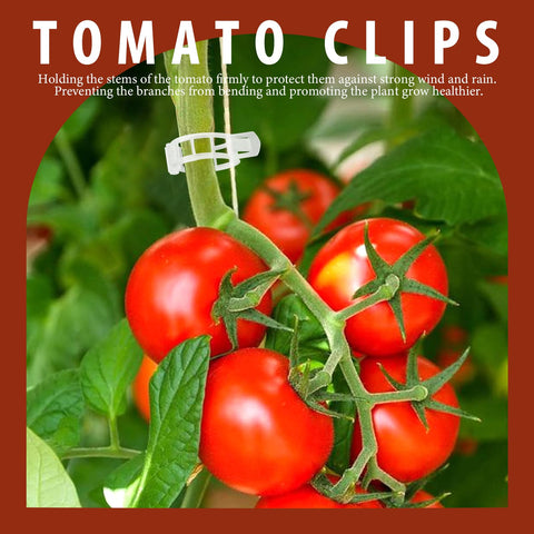 Fandamei tomato clips attached to a stem with easy snap-on action for secure growth.