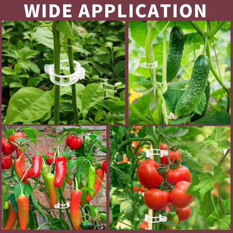 Fandamei clips arranged for tomatoes, roses, and squash for upright growth.