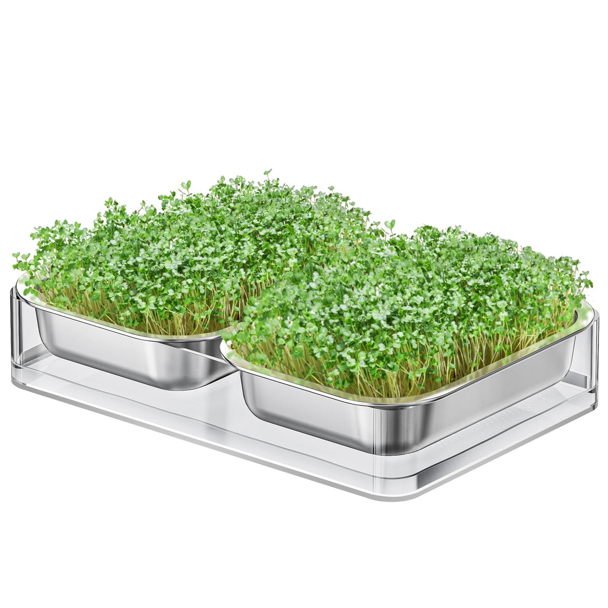 FANHAO upgraded visual seed sprouter tray base lets you watch sprouts through clear acrylic