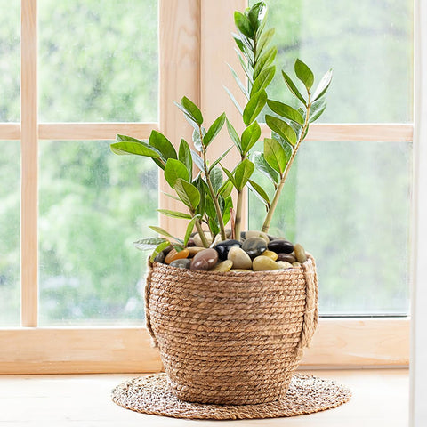 FANTIAN fairy garden pebbles brighten mixed greenery and decorative miniature landscapes.