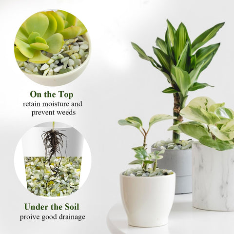 FANTIAN Jade pebbles terrarium setup adds natural shine and stability.
