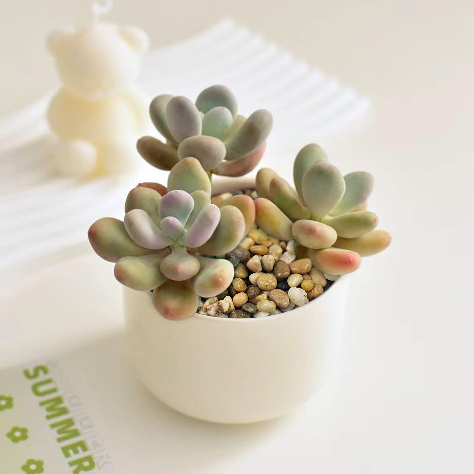 FANTIAN polished pebbles create clean, dust-free surfaces for terrariums and crafts.