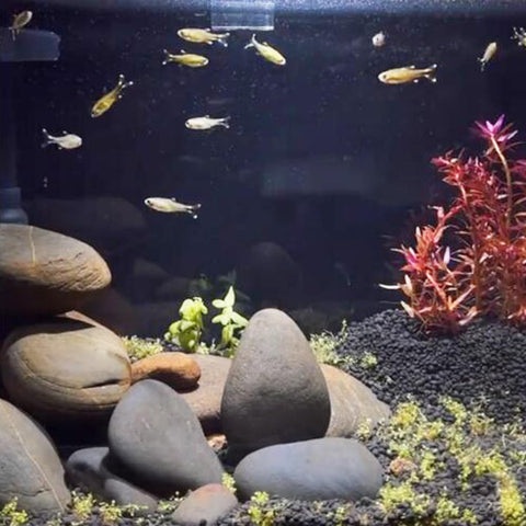 Fantian river rocks for aquarium and fish tank decor
