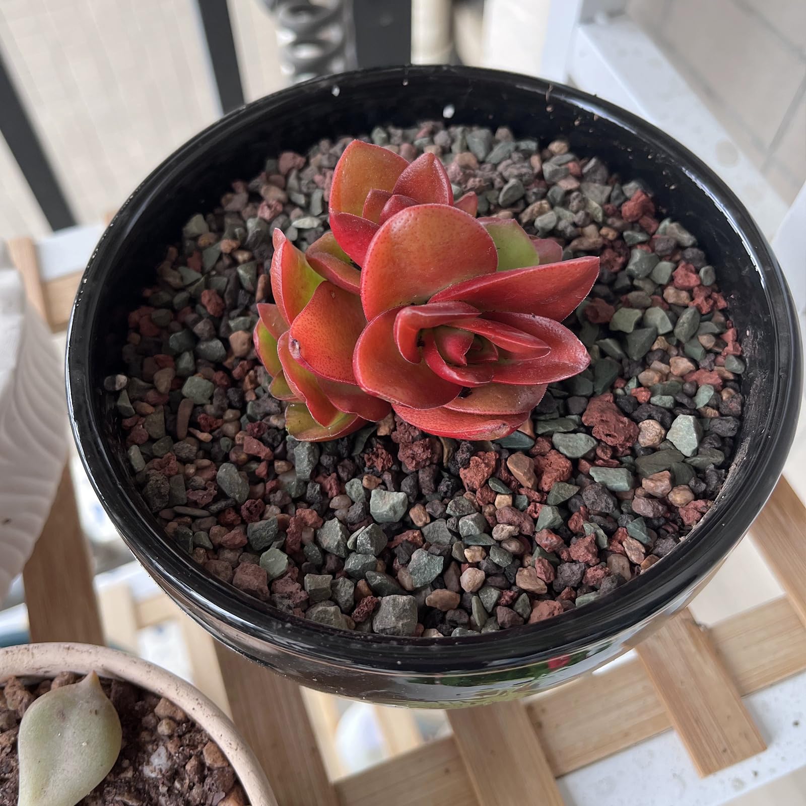 Decorative stones keep soil surface clean and mud-free with FANTIAN