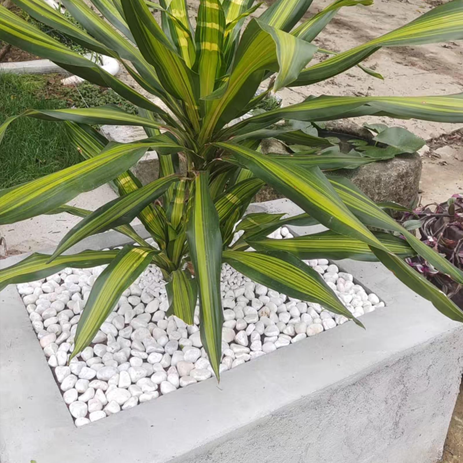 FANTIAN white gravel for water features and terrarium accents