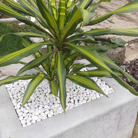 FANTIAN white gravel for water features and terrarium accents