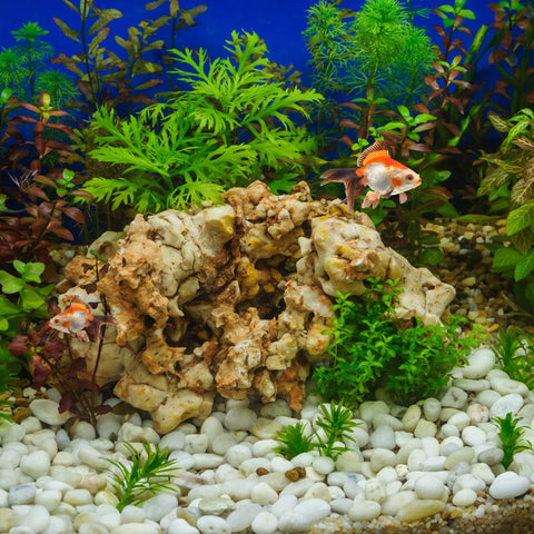FANTIAN white pebbles not for fish tanks unless wax is removed