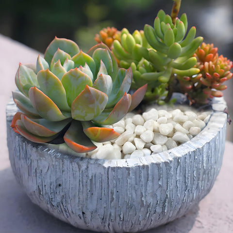 FANTIAN white pebbles add elegance to bowls and decorative arrangements.