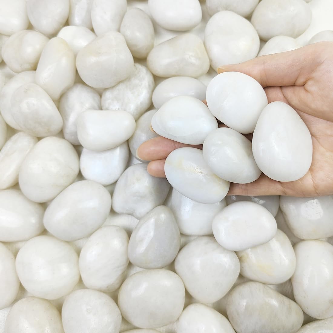 FANTIAN white river rocks in a potted plant enhance drainage and visual appeal.