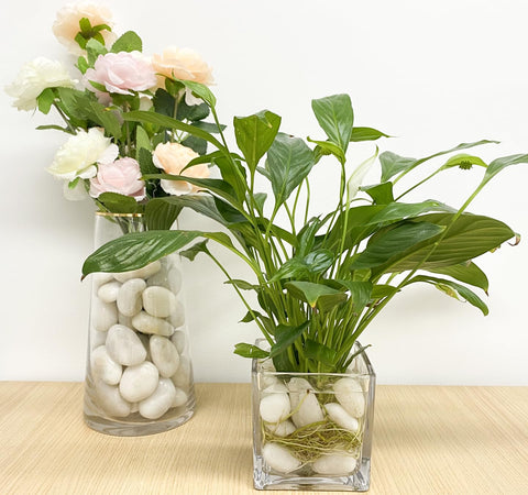 FANTIAN white rocks for indoor plants improve drainage and visual appeal.
