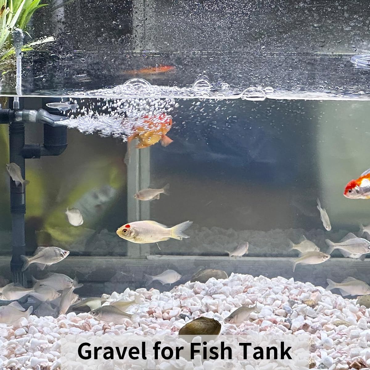 FANTIAN white stones suitable for terrariums and aquariums.