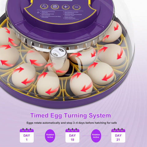 Fanxier 18-egg incubator 360-degree view LED candler enables observation without opening lid.