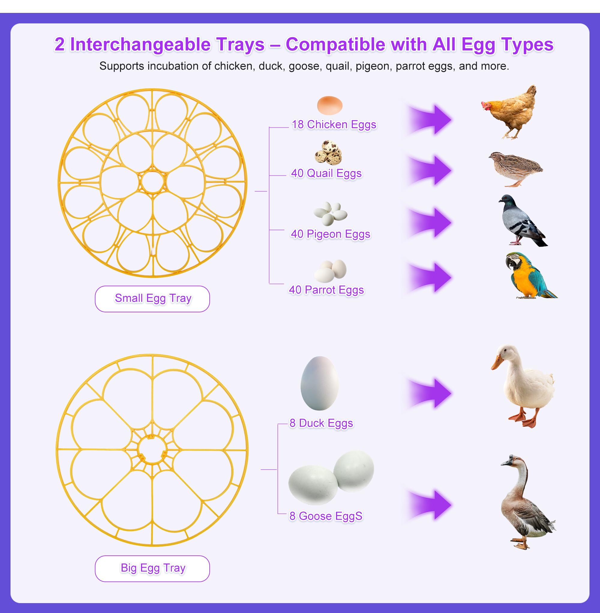 Fanxier incubator supports chickens, ducks, geese, quails, pigeons, and parrots for versatile hatching.