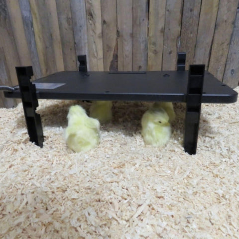 Farm Innovators 2-in-1 radiant heater in brooder mode warming newly hatched chicks