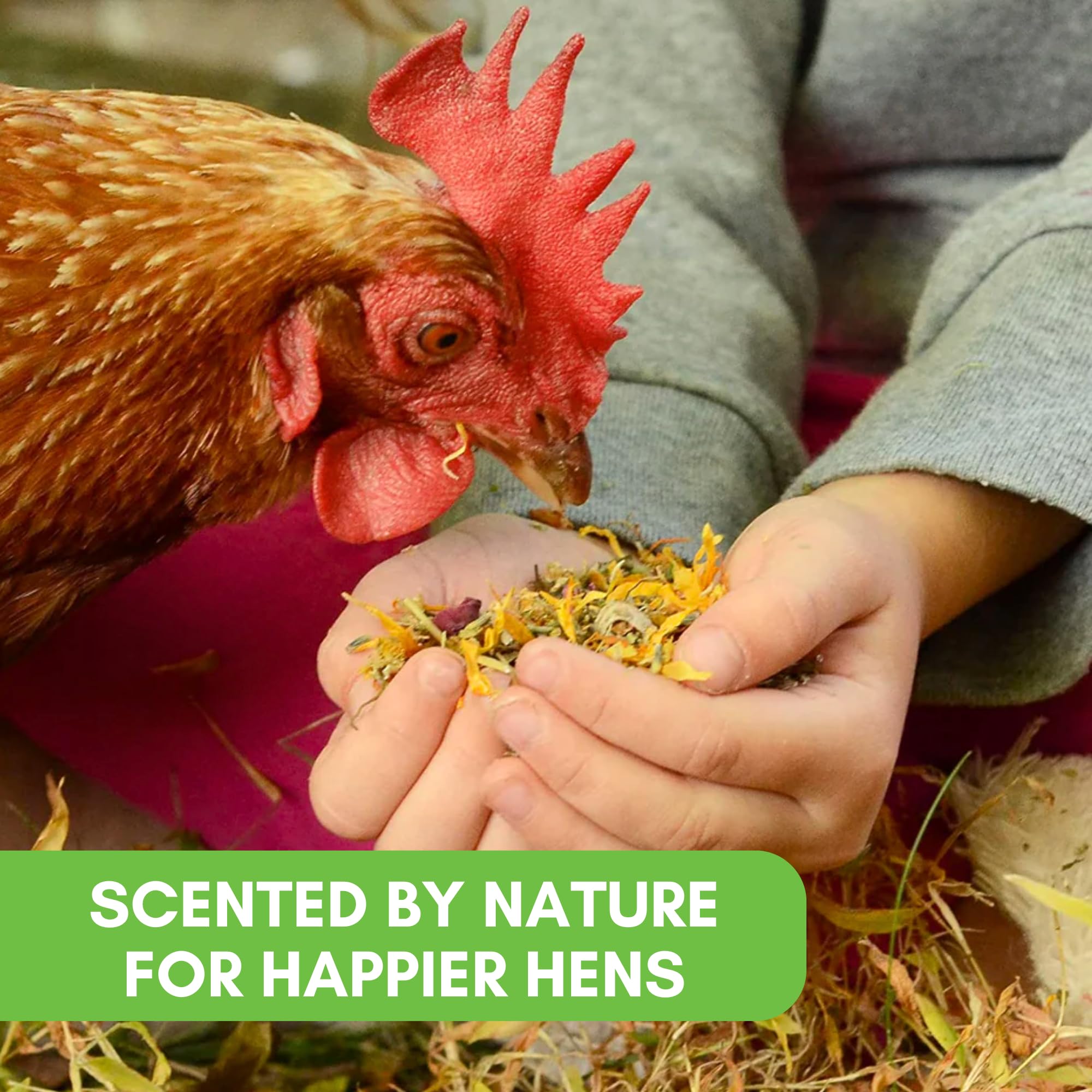 Farm Party dust bath blend used near nesting area to refresh coop corners.