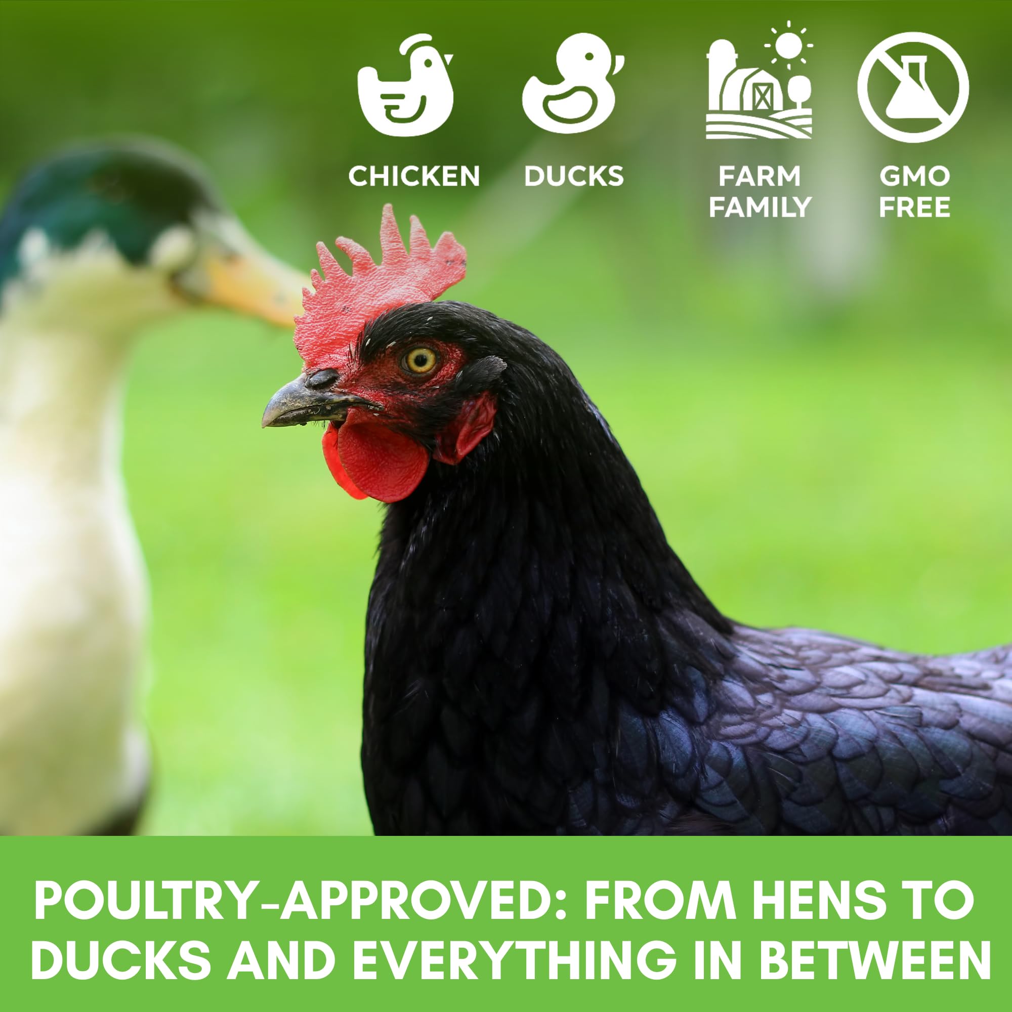 Farm Party labeling highlights non-GMO blend for responsible chicken care.
