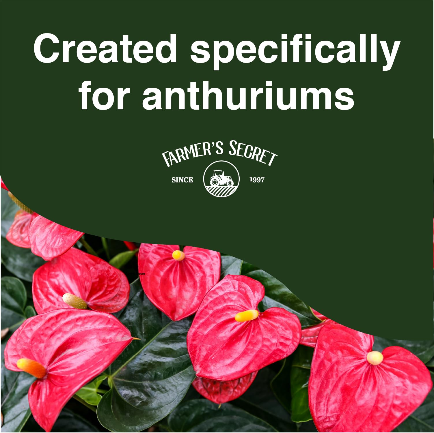 Watering with Farmer's Secret anthurium liquid plant food nourishes the plant