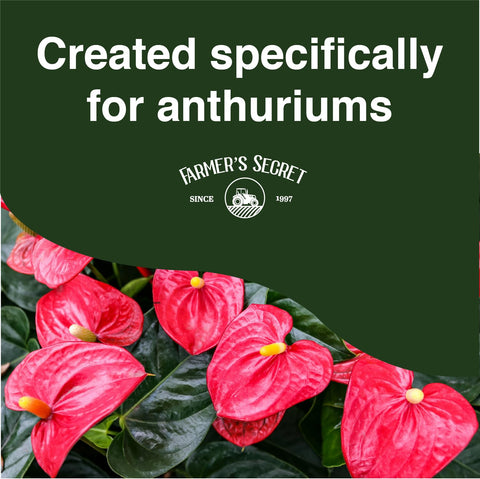 Watering with Farmer's Secret anthurium liquid plant food nourishes the plant