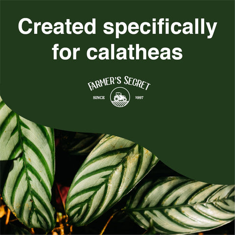 Dilution in water visual with Farmer's Secret Calathea liquid plant food